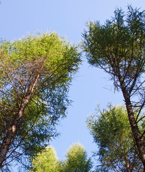 This is a photo of over grown trees needing crown reduction in Dover.