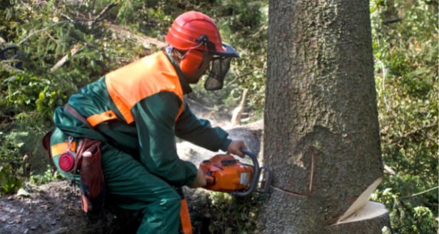 This is a photo of a tree being cut down in Dover. All works are being undertaken by Dover Tree Surgery