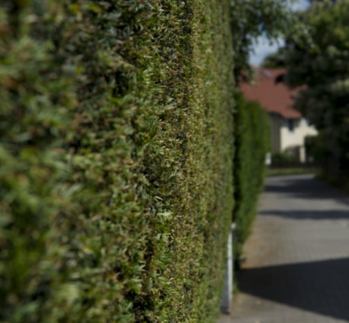 This is a photo of a hedge that has just been cut in Dover. All works are being undertaken by Dover Tree Surgery