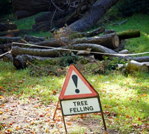 This is a photo of tree felling being carried out in Dover. All works are being undertaken by Dover Tree Surgery