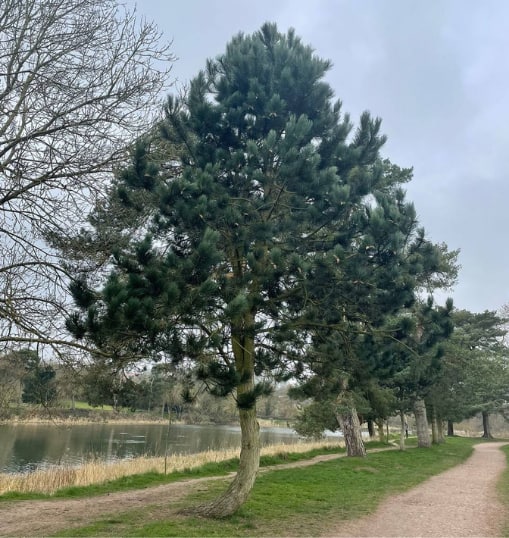 This is a photo of a Tree in Dover that has recently had crown reduction carried out. Works were undertaken by Dover Tree Surgery